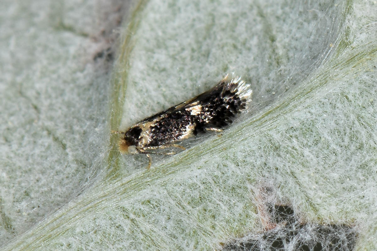 Nepticulidae? S: Ectoedemia sp